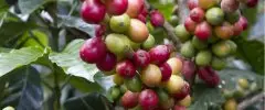 刚果咖啡种植自然条件优势 刚果咖啡豆特征种植海拔高度风味描述