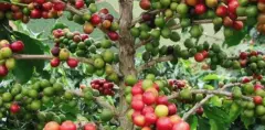 巴拿马蓝标水洗艺伎咖啡豆风味 翡翠庄园艺妓咖啡豆价位如何