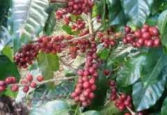 玻利维亚咖啡豆产量 玻利维亚西纳波克咖啡豆口感介绍与冲煮建议