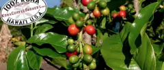 夏威夷卡雾产区铁比卡咖啡豆处理方式咖啡风味 夏威夷咖啡知名度