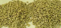 苏门答腊塔瓦湖阿榭之金咖啡豆烘焙风味 曼特宁咖啡豆的处理流程