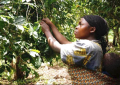 非洲最知名咖啡产区 衣索比亚耶加雪菲吉伦纳阿巴雅咖啡杯测分数