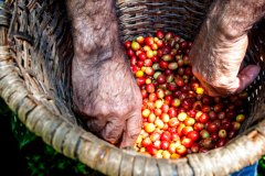 哥斯大黎加咖啡花园庄园 咖啡生豆处理法四要素粉红波旁水洗风味