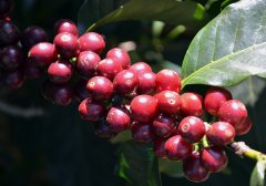 瓜地马拉圣塔泰瑞莎咖啡庄园 红铁比卡K72与双重浸泡咖啡风味区别