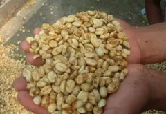 也门白骆驼摩卡伊斯玛仪莉咖啡豆介绍 咖啡豆烘焙风味怎么样