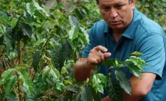 肯尼亚吉切罗里水洗厂圆豆价格如何 吉切罗里种植咖啡树环境