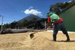 瓜地马拉阿帝特兰湖产区Fredy Guarchaj 小农水洗咖啡豆介绍