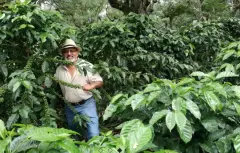 瓜地马拉薇斯卡亚庄园咖啡的栽种环境 咖啡树的种植方式有何优点