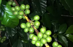 瓜地马拉谷地产区橙市庄园野生咖啡年产量 橙市庄园日晒咖啡风味