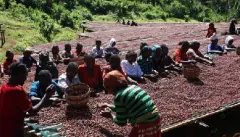 衣索比亚耶加雪菲雪冽图日晒G1传家宝原生种咖啡豆介绍