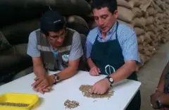 秘鲁北部高地咖啡种植品种介绍 朗迪诺合作社咖啡豆口感特点风味