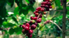 巴布亚新几内亚中部地区咖啡 小农A级咖啡适合烘焙程度风味酸值