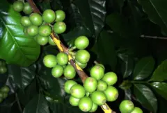 马拉威乔洛高地帕望芭合作社AA咖啡豆首次种植时间 咖啡风味描述