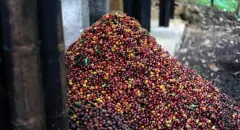 肯尼亚咖啡Baragwi Thimu公豆介绍 咖啡豆风味价格多少钱烘焙程度
