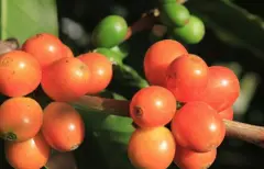 卢旺达咖啡豆风味特点故事介绍 卢旺达咖啡的收获期种植海拔高度