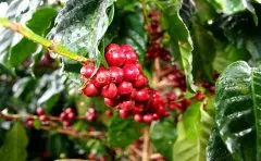 萨尔瓦多咖啡庄园雷纳斯/蛙丘庄园 蜜处理咖啡杯测风味描述分数
