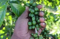 玻利维亚咖啡等级SHB有机公豆咖啡价格 玻利维亚公豆咖啡风味描述