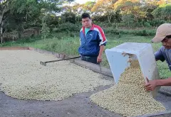 尼加拉瓜巴士迪亚庄园赛豆故事介绍 布农咖啡豆研磨后怎么煮好喝