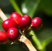 巴拿马哈特曼庄园咖啡种植故事 波魁特咖啡价格烘焙程度口感描述