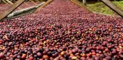 肯尼亚AA吉蒂卡处理厂GithigaFactory挂耳咖啡风味 咖啡发酵过程