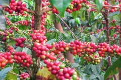 夏威夷康玮尔咖啡果到咖啡的过程 Comwell庄园咖啡豆烘焙程度