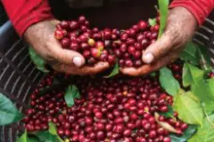 台湾种植咖啡发源地介绍 花莲瑞穗舞鹤村咖啡种植环境咖啡产量