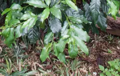 哥斯大黎加庞特庄园咖啡产量 加庞特庄园蜜处理卡杜拉咖啡风味