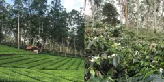 金色森林咖啡豆是哪个产区的 印尼西爪哇岛咖啡种植环境咖啡品质