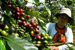印度尼西亚巴厘岛有机蓝月亮Kintamani高地阿拉伯咖啡绿色咖啡豆