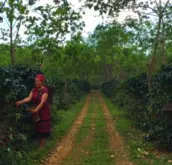 寮国Paksong沙瓦杜咖啡庄园故事 SCAA认证Paksong咖啡品质怎样