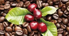 云南丛岗庄园卡蒂姆咖啡豆蜜处理风味描述 卡蒂姆咖啡豆口感特点