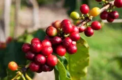 巴西咖啡豆淘宝销量最高的阿瓜尔塞日晒咖啡价格杯测风味冲泡方法