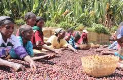 衣索比亚苏克库托单一农场波纳莎蒂日晒处理咖啡冲煮与风味介绍