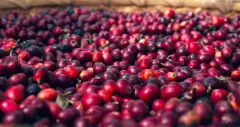 危地马拉维斯塔赫尔摩萨象豆咖啡介绍 象豆咖啡加工方式口感特点