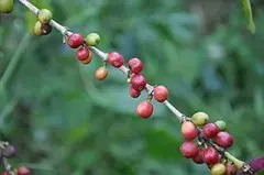 哥伦比亚奇异吉拉尔多合作社咖啡风味口感描述咖啡冲泡的制备建议
