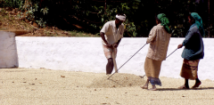 印度咖啡主要产区咖啡豆主要种植品种印度咖啡季风马拉巴特点风味
