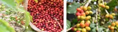 博克特Boquete咖啡豆是哪个庄园的 巴拿马日晒雷利达庄园杯测分数