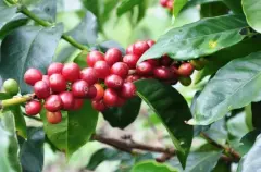 RSW庄园咖啡豆价格 牙买加100％蓝山咖啡冲煮 咖啡杯测分数