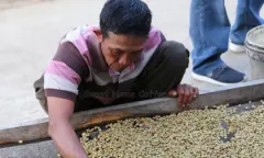 苏门答腊 Lintong Nihuta 稀有纯水洗处理咖啡豆风味描述