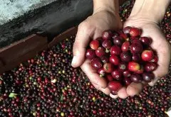云南咖啡豆淘宝销量最高的咖啡新寨庄园咖啡价格风味特点烘焙程度
