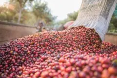 云南普洱小粒咖啡林润庄园 特殊处理法云南咖啡豆口感风味描述