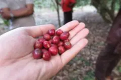 喀麦隆Oku Valley咖啡介绍 喀麦隆水洗咖啡豆风味描述种植土壤
