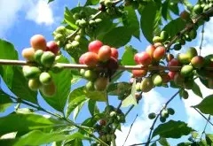 阿拉比卡咖啡豆A级1kg价格 阿拉比卡绿咖啡豆怎么烘焙注意事项