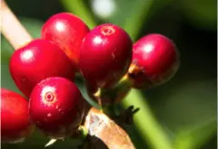 埃塞俄比亚Sidama有机咖啡 scfcu1级水洗咖啡豆品种优点风味特点