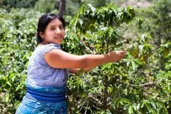 哥斯大黎加咖啡产区宝藏庄园 百香蜜浅焙咖啡豆风味口感描述特点