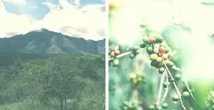 印尼苏拉威西咖啡介绍故事 苏拉威西咖啡豆与曼特宁风味口感区别