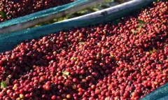 夏梦诗印度尼西亚苏门答腊岛Samosir岛介绍 咖啡半水洗价格
