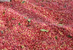 峇里岛巴厘岛咖啡介绍 卡拉娜金塔玛妮火山咖啡豆处理法