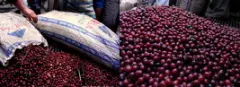 肯亚尼知名产区涅里故事 加桐柏亚处理厂双重发酵水洗咖啡风味