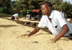 衣索比亚德博洗涤站咖啡处理法 浅焙蜜处理咖啡豆风味描述